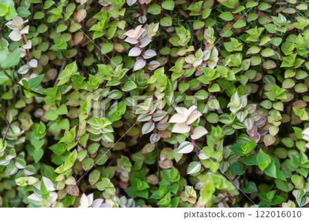 Close-up of Callisia repens plants with vibrant green, purple, and cream variegated leaves, showcasing a lush and dense growth pattern Close-up of Callisia repens plants with vibrant green, purple, and cream variegated leaves, showcasing a lush and dense growth pattern 122016010