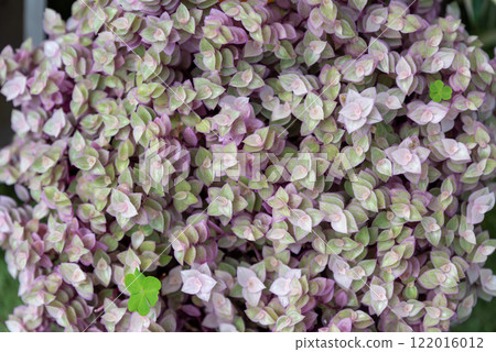 Close-up of Callisia Pink Panther with small pink and green variegated leaves, creating a vibrant, dense texture Close-up of Callisia Pink Panther with small pink and green variegated leaves, creating a vibrant, dense texture 122016012