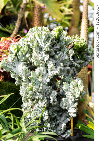 Euphorbia lactea Cristata plant with unique fan-shaped green and silver growth, showcased in a bright, tropical garden setting 122016017