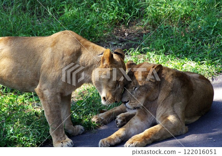 兩隻雌獅面對面 122016051