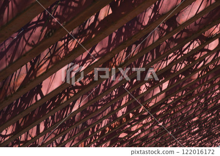 光線照射在紫藤架上，形成美麗的圖案。 122016172