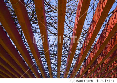 光線照射在紫藤架上，形成美麗的圖案。 122016174