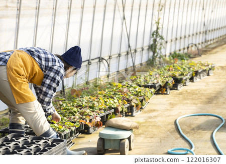 Woman growing seedlings 122016307