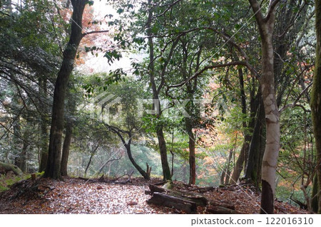 Kyoto Kurama Temple, Mount Kurama, steep slope pilgrimage 122016310