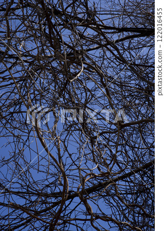 Under the blue sky, the thin, twisted branches of plants intertwine. Under the blue sky, the thin, twisted branches of plants intertwine. 122016455