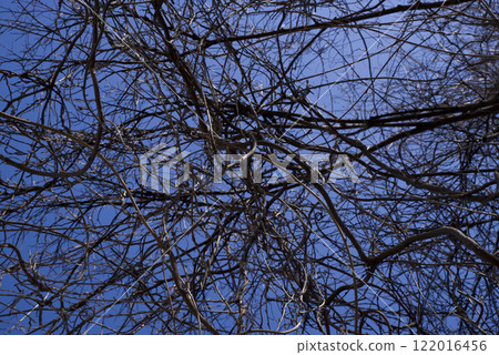 Under the blue sky, the thin, twisted branches of plants intertwine. Under the blue sky, the thin, twisted branches of plants intertwine. 122016456