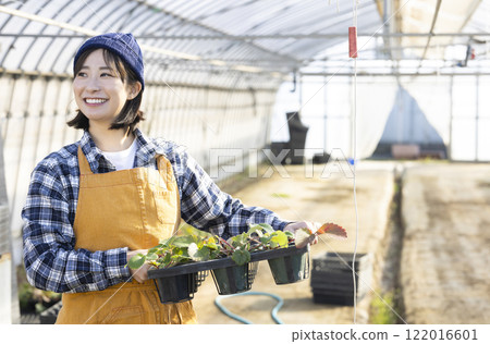 種植草莓苗的婦女 122016601