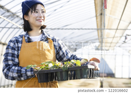 種植草莓苗的婦女 122016602