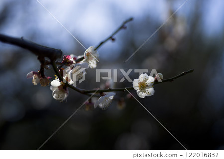 梅園裡開滿了白梅花。 梅園裡開滿了白梅花。 122016832