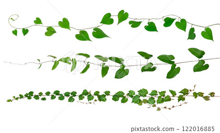 各種類型的常春藤植物的紋理 122016885