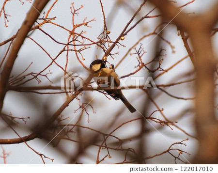 冬山雀棲息在樹上 冬山雀棲息在樹上 122017010