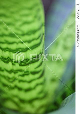 Vriesea hieroglyphica leaves Vriesea hieroglyphica leaves 122017091