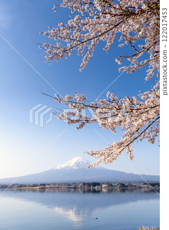 富士山和櫻花盛開,河口湖畔的倒富士 富士山和櫻花盛開,河口湖畔的倒富士 122017453