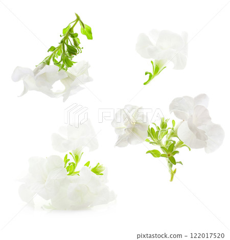 White petunia flower, white background 122017520