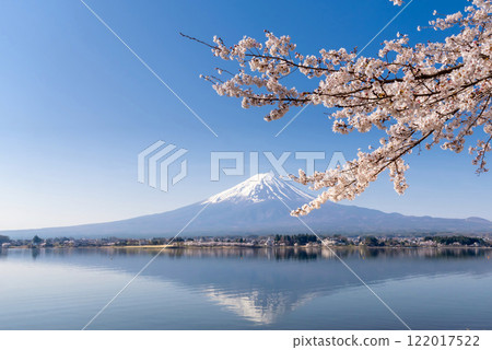 Mt. Fuji and cherry blossoms in full bloom - Inverted Mt. Fuji on the shores of Lake Kawaguchi Mt. Fuji and cherry blossoms in full bloom - Inverted Mt. Fuji on the shores of Lake Kawaguchi 122017522