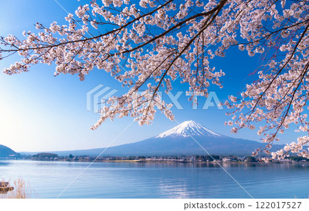 Mt. Fuji and cherry blossoms in full bloom - Inverted Mt. Fuji on the shores of Lake Kawaguchi 122017527