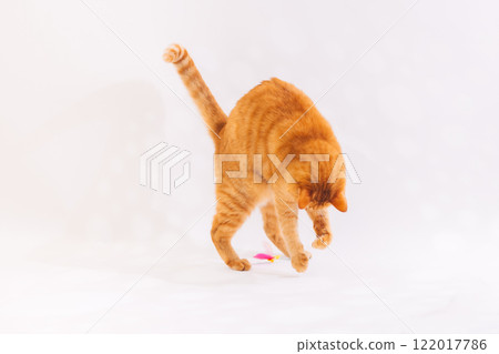 A cat playing with a cat toy 122017786