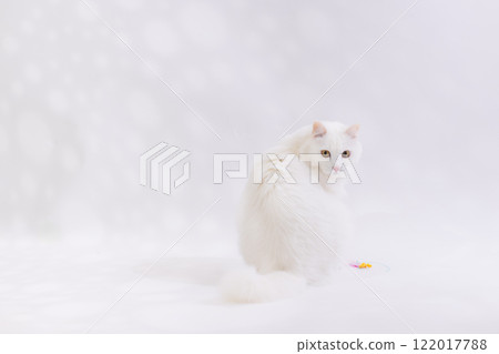 White cat 122017788