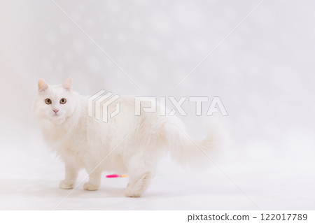 White cat 122017789