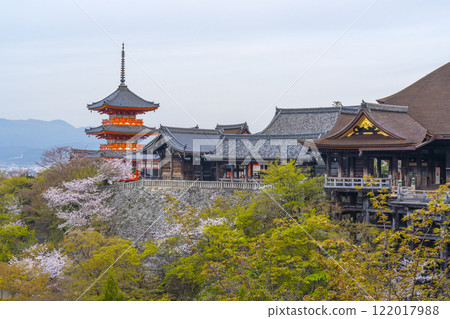 Cherry blossoms in full bloom and the main hall of Kiyomizu-dera Temple 122017988