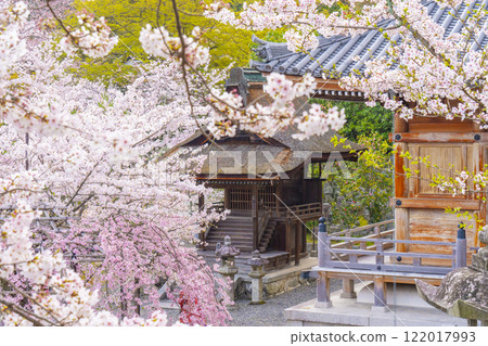 盛開的櫻花和清水寺神社殿堂 盛開的櫻花和清水寺神社殿堂 122017993