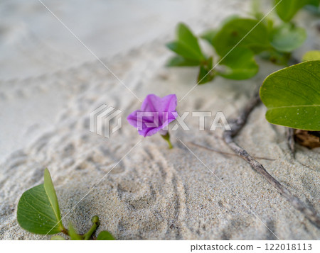 沖繩縣座間味島海間海灘盛開的花朵 沖繩縣座間味島海間海灘盛開的花朵 122018113