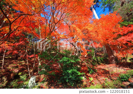 [Shiga Prefecture] Autumn leaves at Ishido-ji Temple on a clear day (Keisoku-ji Temple) 122018151