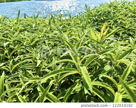 Green leaves bathed in sunlight and a pond in the park 122018192