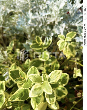 Green leaves bathed in sunlight 122018209