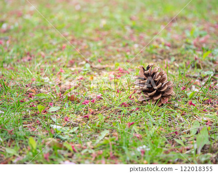 Pine cones on the ground in the park. Pine cones on the ground in the park. 122018355