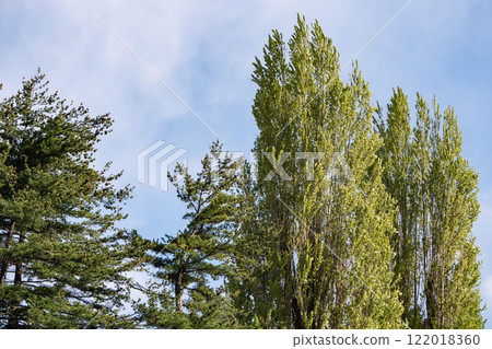 陽光明媚的春天風景。藍天和白楊樹。 122018360