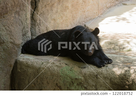 Asian black bear sitting 122018752