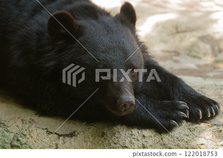 Asian black bear sitting 122018753