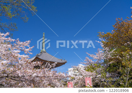 Spring in Kyoto: Honpoji Temple - Tahoto Pagoda surrounded by cherry blossoms Spring in Kyoto: Honpoji Temple - Tahoto Pagoda surrounded by cherry blossoms 122018906