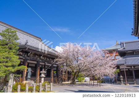 Spring in Kyoto: Honpoji Temple, main hall surrounded by cherry blossoms 122018913
