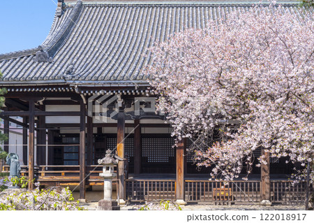 春天的京都,本法寺,櫻花覆蓋的主殿 春天的京都,本法寺,櫻花覆蓋的主殿 122018917