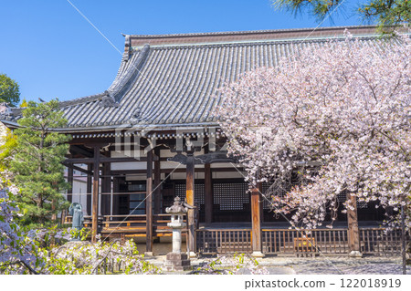 春天的京都，本法寺，櫻花覆蓋的主殿 122018919