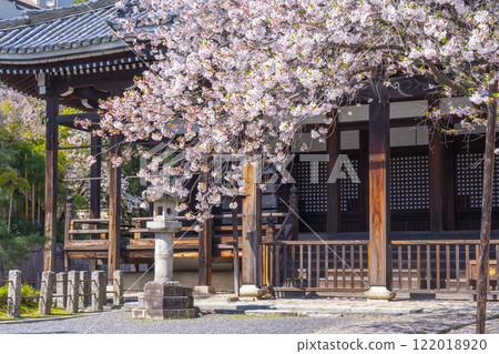 Spring in Kyoto: Honpoji Temple, main hall surrounded by cherry blossoms Spring in Kyoto: Honpoji Temple, main hall surrounded by cherry blossoms 122018920
