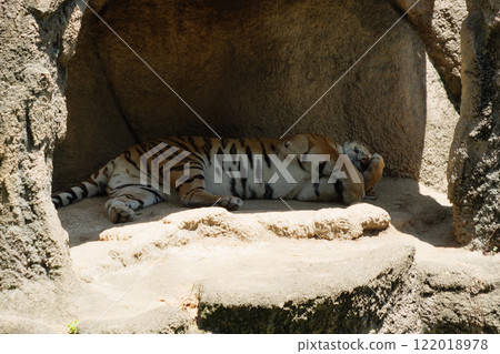 Amur tiger taking a nap in the shade of a rock Amur tiger taking a nap in the shade of a rock 122018978