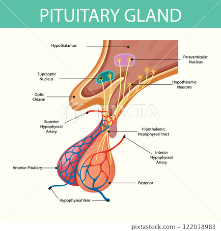 Anatomy of the Pituitary Gland 122018983