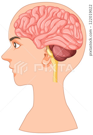 Human Brain Anatomy Side View Illustration 122019022