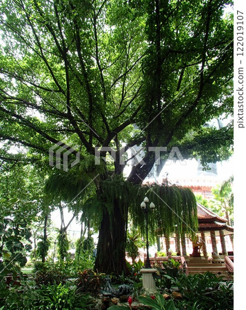 花園裡的大樹 122019107