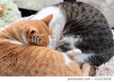 Two cats sleeping by the window Two cats sleeping by the window 122019208