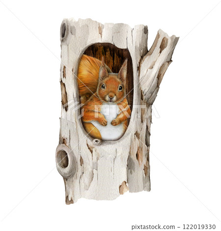 Cute red squirrel hiding in a tree hollow hand drawn illustration. Forest wildlife small animal. Cute fluffy red squirrel sitting i hollow tree vintage style realistic image on white background Cute red squirrel hiding in a tree hollow hand drawn illustration. Forest wildlife small animal. Cute fluffy red squirrel sitting i hollow tree vintage style realistic image on white background 122019330