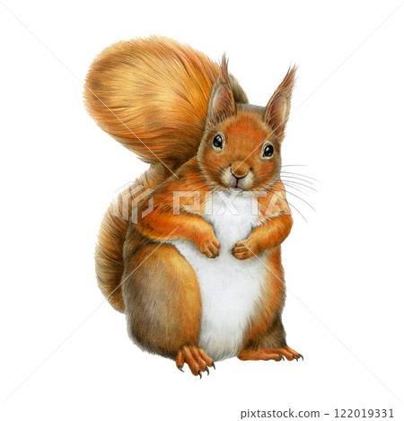 Red squirrel vintage style hand drawn illustration. Forest wildlife animal. Cute fluffy red squirrel detailed realistic front view image. Woodland small rodent on white background 122019331