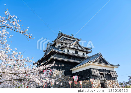 島根縣松江市，盛開的櫻花和國寶松江城塔 122019413