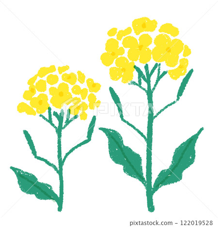 Cute hand drawn rape blossoms 122019528