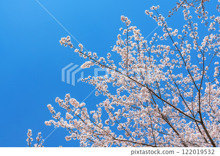 Cherry blossoms in full bloom and blue sky (spring image) 122019532