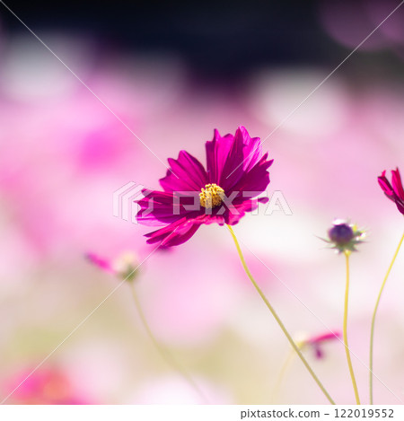 Fall cherry tree 122019552