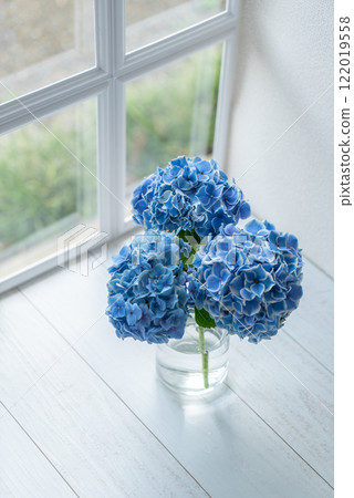 Blue hydrangeas on a bright window sill Blue hydrangeas on a bright window sill 122019558